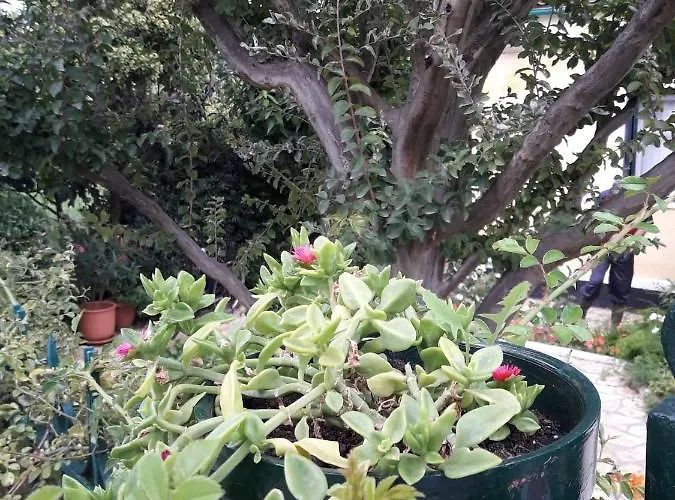 Garden House In Corfu 펜션 Corfu (city)